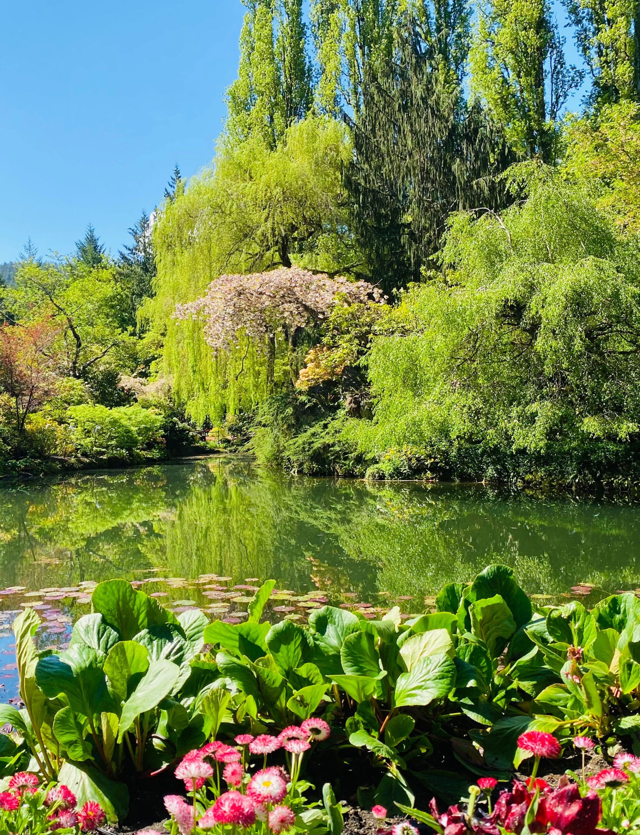 Graden-Pond-edited Pond surrounded by Willow tress and red flowers